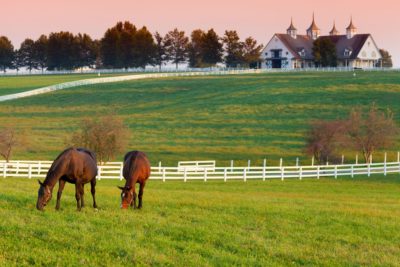 A guide to managing your horse farm