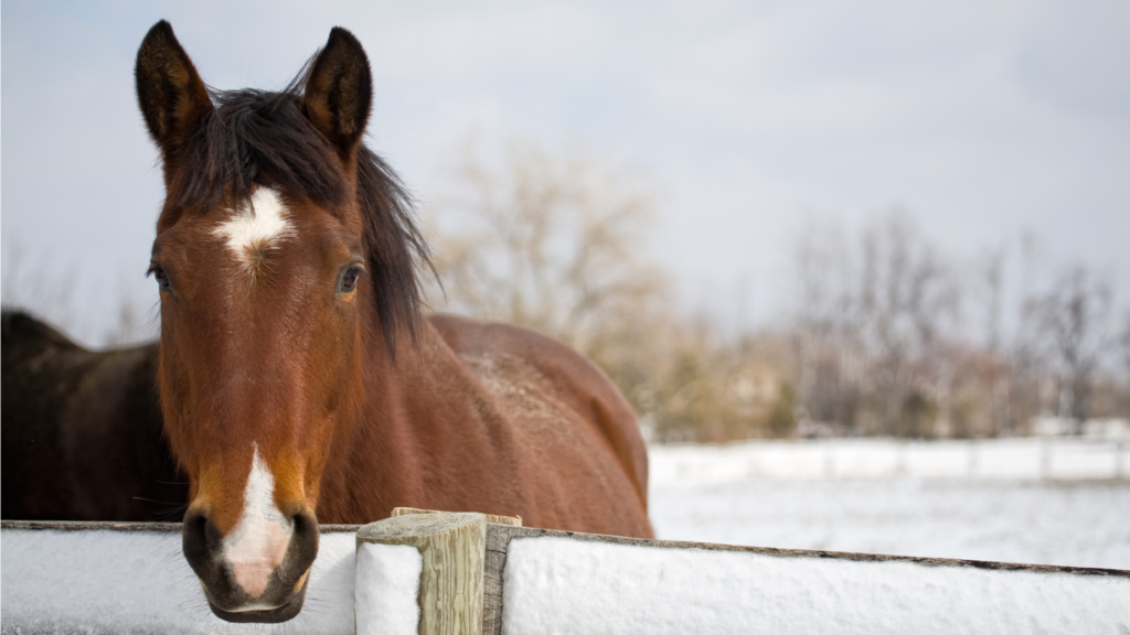Horse at fence in winter